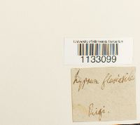 Hygroamblystegium fluviatile image