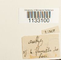 Hygroamblystegium fluviatile image