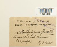 Hygroamblystegium fluviatile image