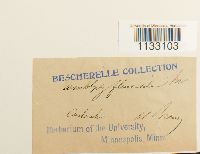 Hygroamblystegium fluviatile image