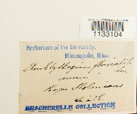 Hygroamblystegium fluviatile image