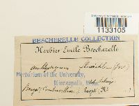 Hygroamblystegium fluviatile image