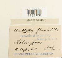 Hygroamblystegium fluviatile image