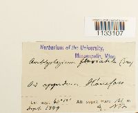 Hygroamblystegium fluviatile image