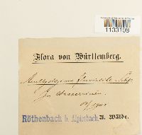 Hygroamblystegium fluviatile image