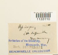 Hygroamblystegium tenax image