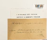 Hygroamblystegium tenax image