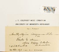 Hygroamblystegium tenax image