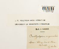 Hygroamblystegium tenax image