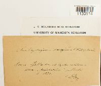 Hygroamblystegium tenax image