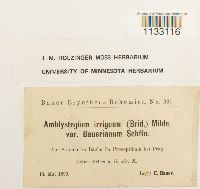 Hygroamblystegium tenax image