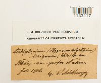 Hygroamblystegium tenax image