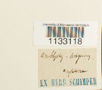 Hygroamblystegium tenax image