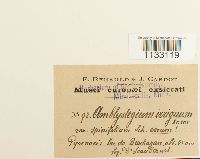 Hygroamblystegium tenax image