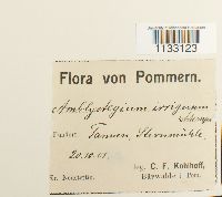 Hygroamblystegium tenax image