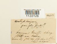 Hygroamblystegium tenax image