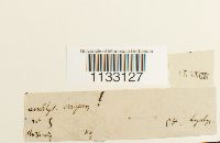 Hygroamblystegium tenax image