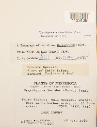 Hygrohypnum luridum image