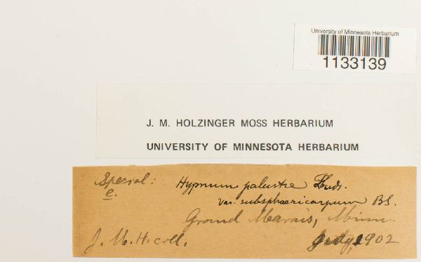 Hygrohypnum luridum var. subsphaericarpum image