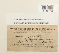 Hygrohypnum luridum image