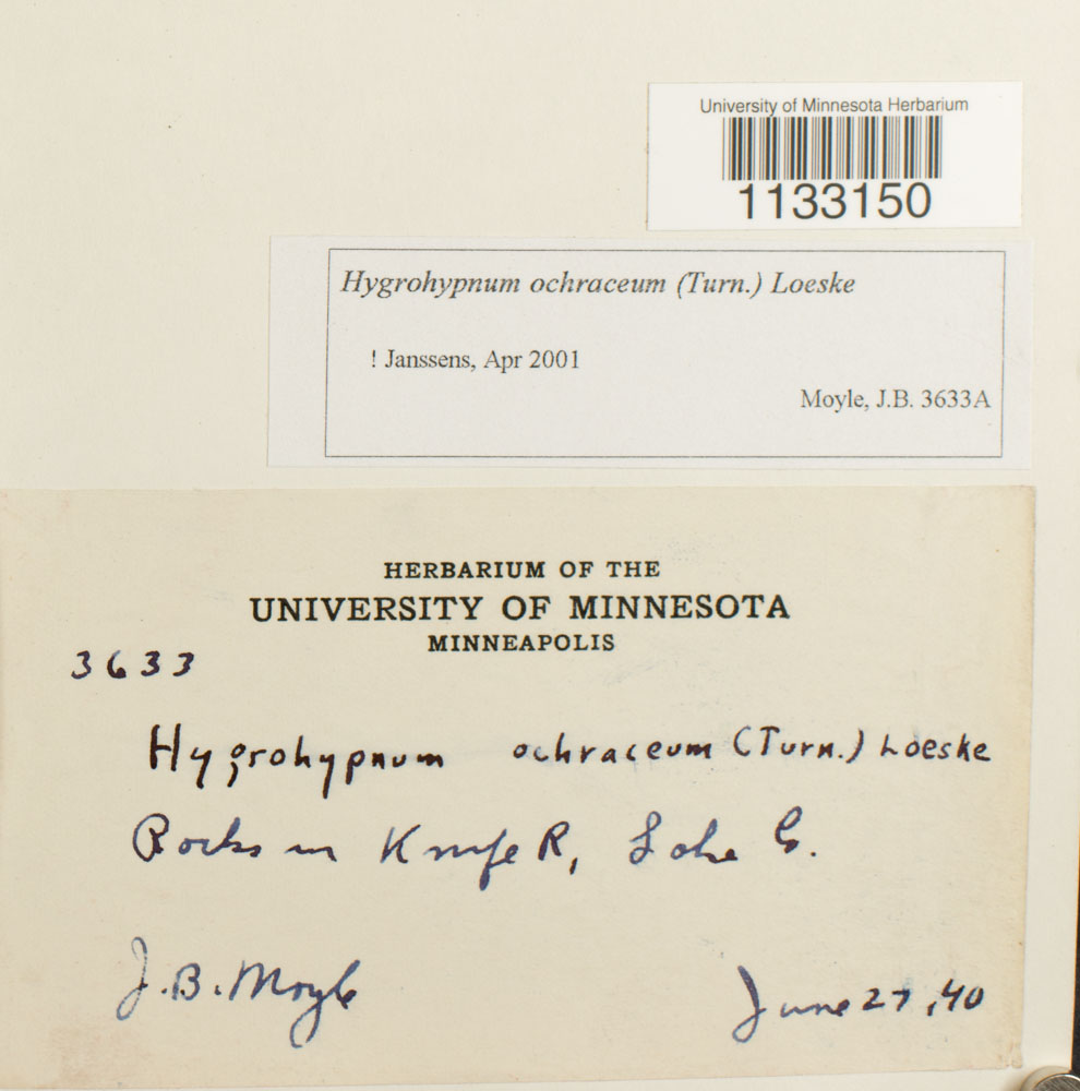 Hygrohypnum ochraceum image