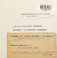 Hygrohypnum ochraceum image