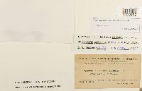 Hygrohypnum ochraceum image