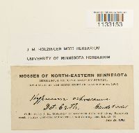 Hygrohypnum ochraceum image