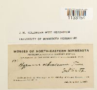 Hygrohypnum ochraceum image