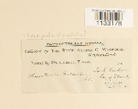 Herzogiella striatella image