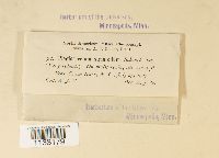 Herzogiella striatella image