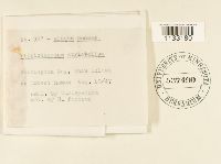 Herzogiella striatella image