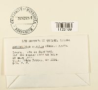 Homomallium adnatum image