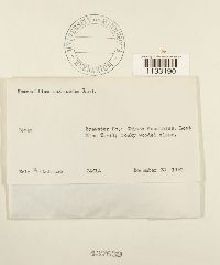 Homomallium mexicanum image