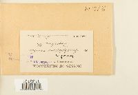 Homomallium adnatum image