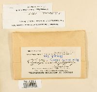 Homomallium adnatum image