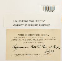 Hygrohypnum bestii image