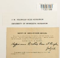Hygrohypnum bestii image