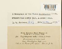 Hygrohypnum bestii image