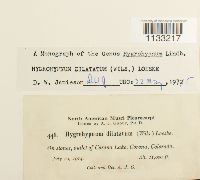 Hygrohypnum dilatatum image