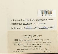Hygrohypnum dilatatum image