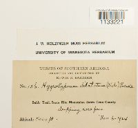 Hygrohypnum dilatatum image
