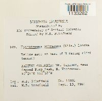 Hygrohypnum ochraceum image