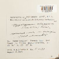 Hygrohypnum ochraceum image