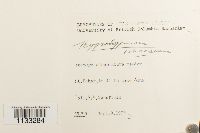 Hygrohypnum ochraceum image