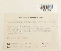 Hygrohypnum ochraceum image