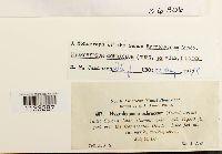 Hygrohypnum ochraceum image