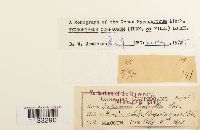 Hygrohypnum ochraceum image