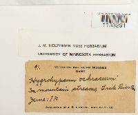 Hygrohypnum ochraceum image