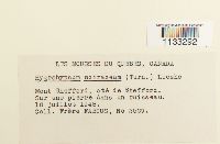 Hygrohypnum ochraceum image